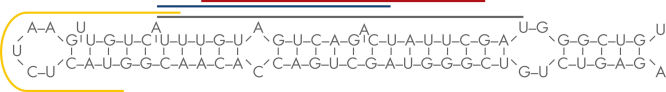 Binding sites of four different LNA probes targeting the mature and precursor microRNA-21.