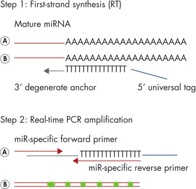 miRCURY LNA miRNA PCR 系统示意图。