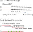 Schéma du miRCURY LNA miARN PCR System.
