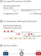 miRCURY LNA miRNA PCR 系统概览。