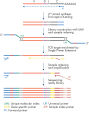 QIAseq Immune Repertoire RNA Library Workflow.