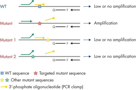 Mutation detection by CLAMP technology.