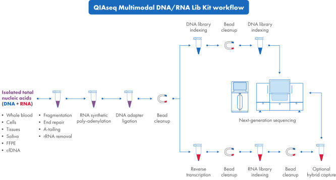 QIAseq Multimodal DNA/RNA Lib Kit workflow