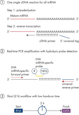 Resumen de miRCURY LNA miRNA Probe PCR System.