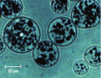 Micrographie des billes d’agarose magnétiques Ni-NTA.
