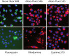 Alexa Fluor labeled siRNA provides brightest fluorescence.