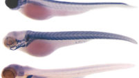 miRNA detection in zebrafish.