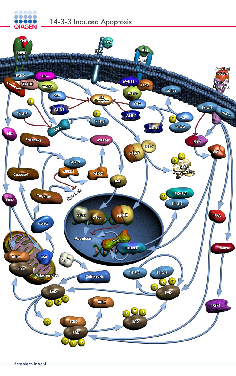 Qiagen Geneglobe Pathways 14 3 3 Induced Apoptosis