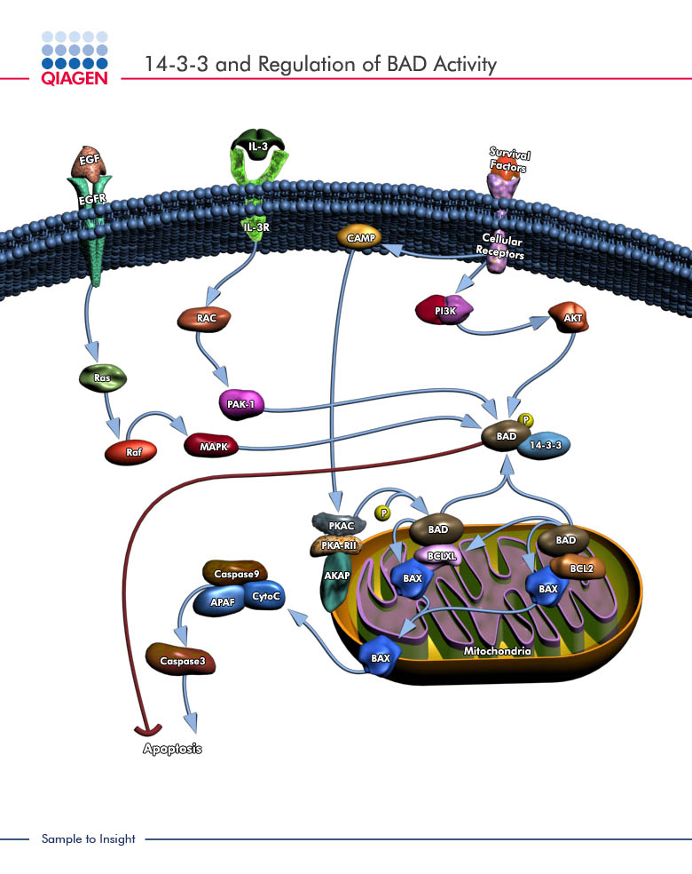 Qiagen Geneglobe Pathways 14 3 3 And Regulation Of Bad