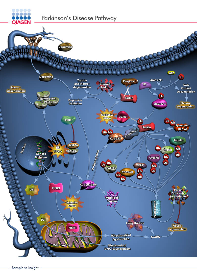 of parts the brain the Disease     Pathways GeneGlobe QIAGEN Pathway Parkinson's